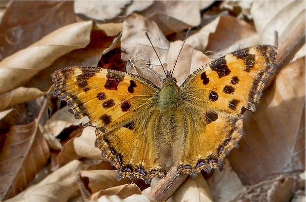 babôčka brestová Nymphalis polychloros Linnaeus, 1758