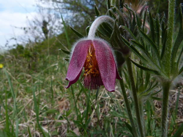 poniklec lúčny český Pulsatilla pratensis subsp. bohemica Skalický