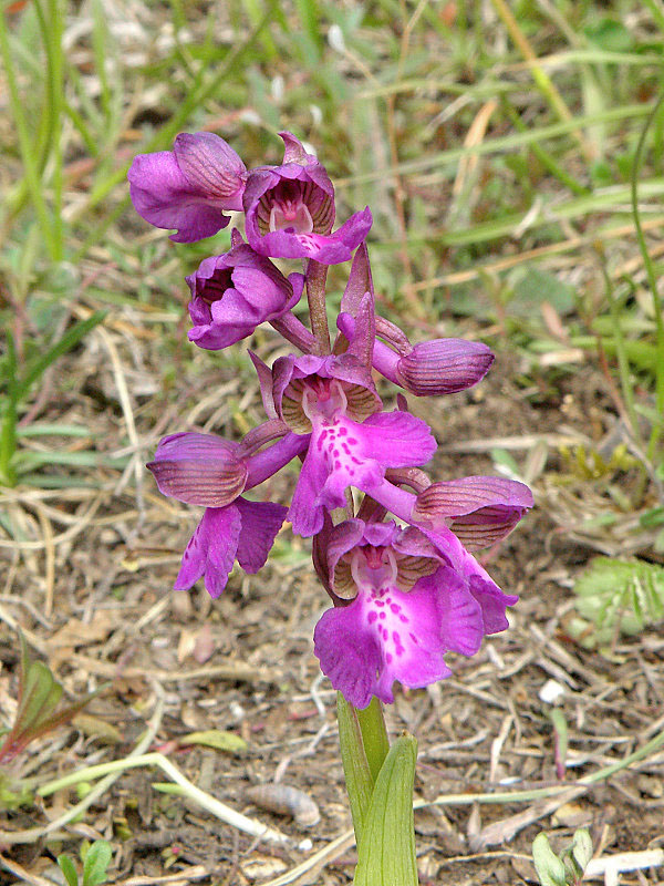 červenohlav obyčajný Anacamptis morio (L.) R. M. Bateman, A. M. Pringeon & M. W. Chase