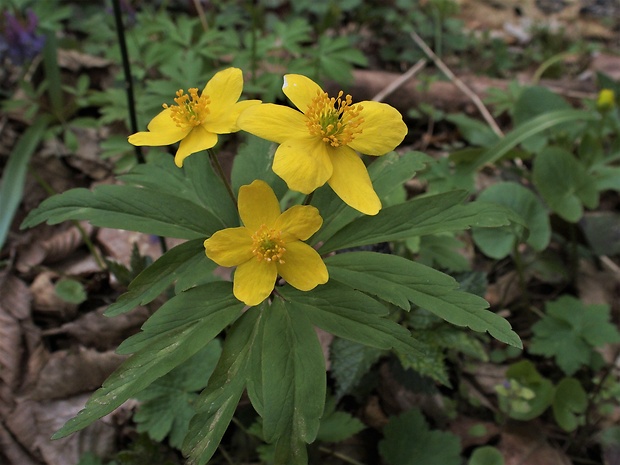 veternica iskerníkovitá Anemone ranunculoides L.