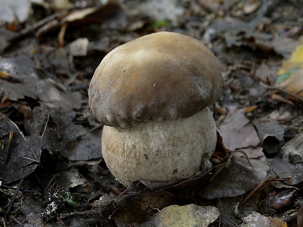 hríb dubový Boletus reticulatus Schaeff.