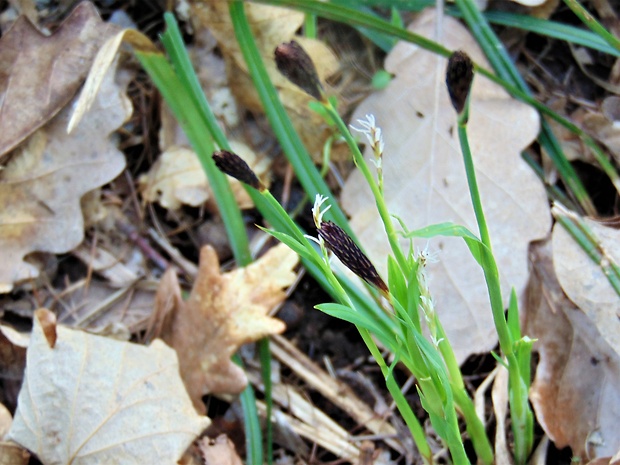 ostrica Carex sp.