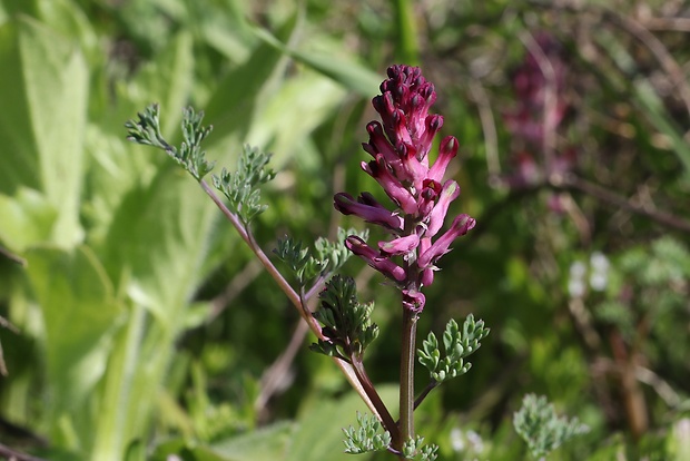 zemedym lekársky Fumaria officinalis L.