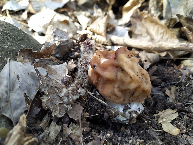 ušiak obrovský Gyromitra gigas (Krombh.) Cooke