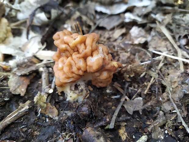 ušiak obrovský Gyromitra gigas (Krombh.) Cooke