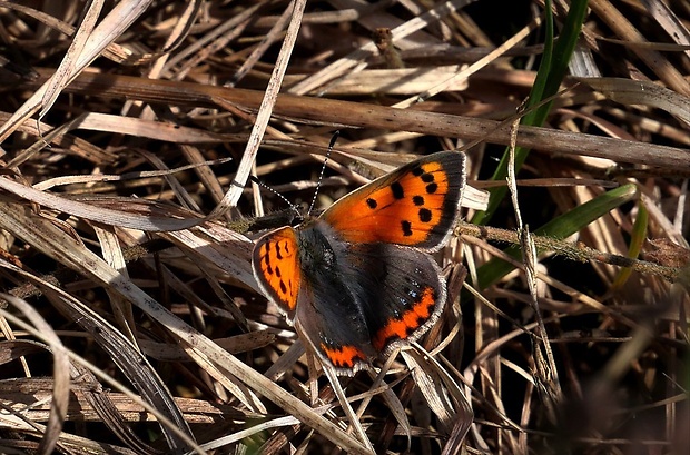 ohniváčik čiernokrídly (sk) / ohniváček černokřídlý (cz) Lycaena phlaeas (Linnaeus, 1761)