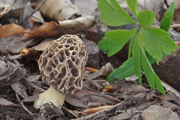 smrčok jedlý Morchella esculenta (L.) Pers.