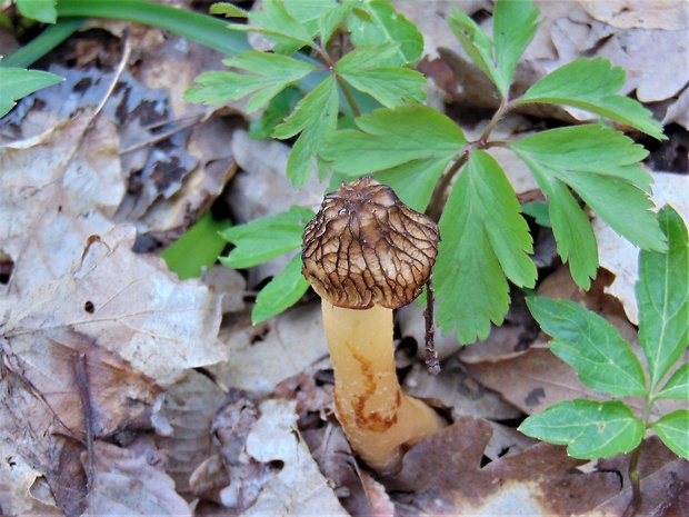 smrčok Morchella sp.