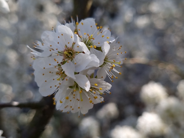 trnka obyčajná Prunus spinosa L.