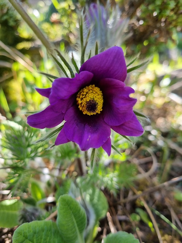 poniklec Pulsatilla sp.