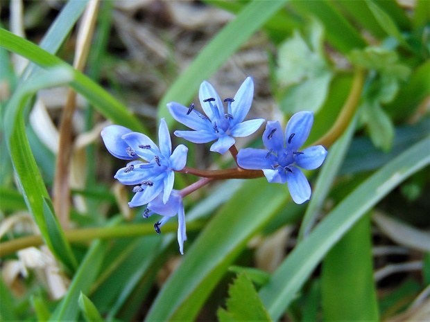 scila Scilla sp