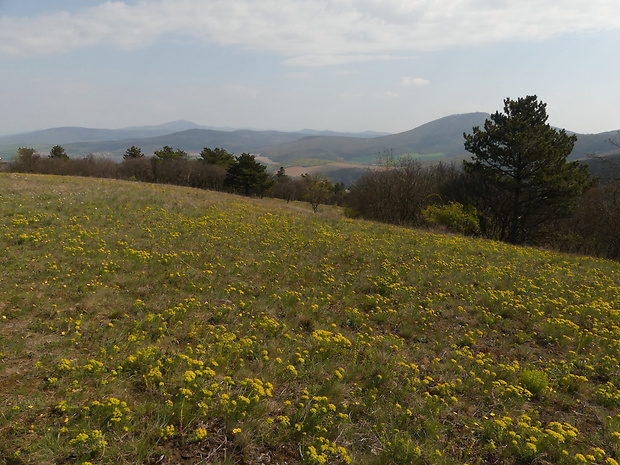 mliečnik chvojkový - biotop Tithymalus cyparissias (L.) Scop.