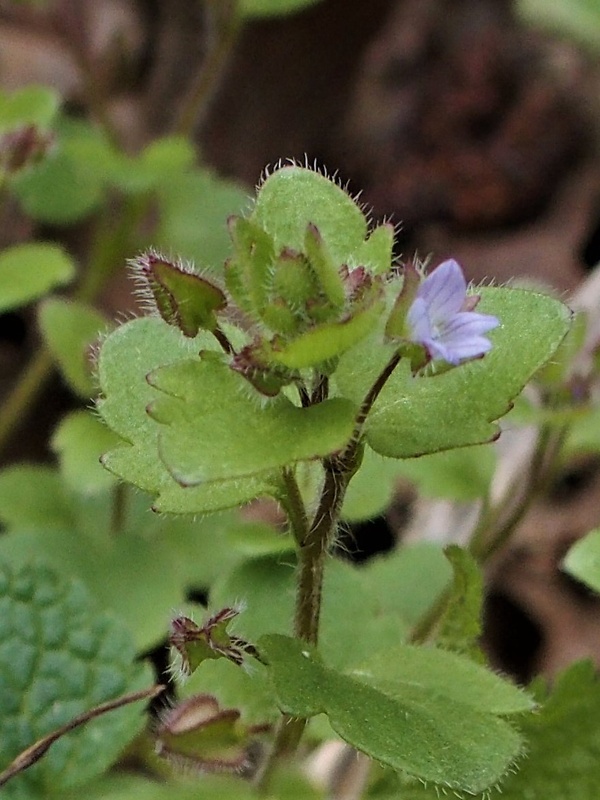 veronika laločnatá Veronica sublobata M. A. Fisch.