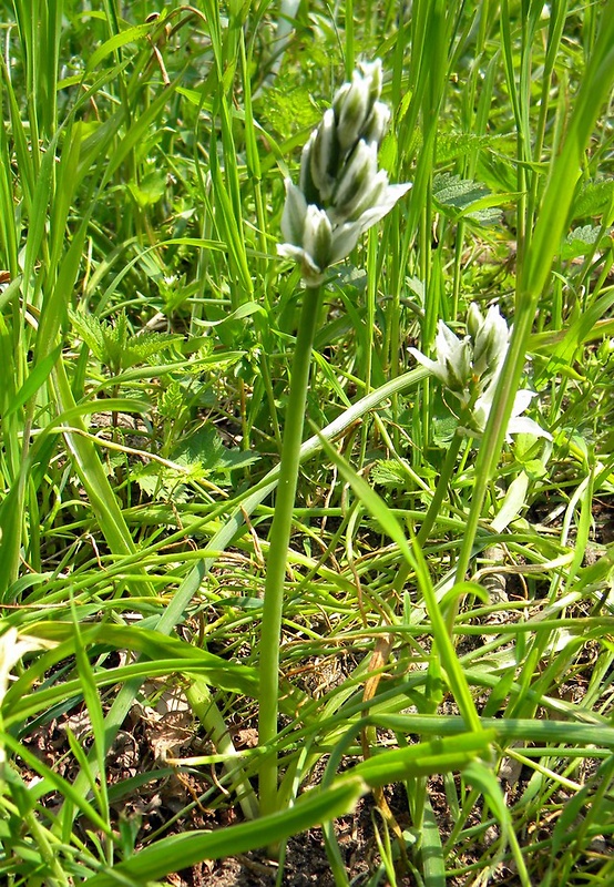 bledavka boucheova Ornithogalum boucheanum (Kunth) Asch.