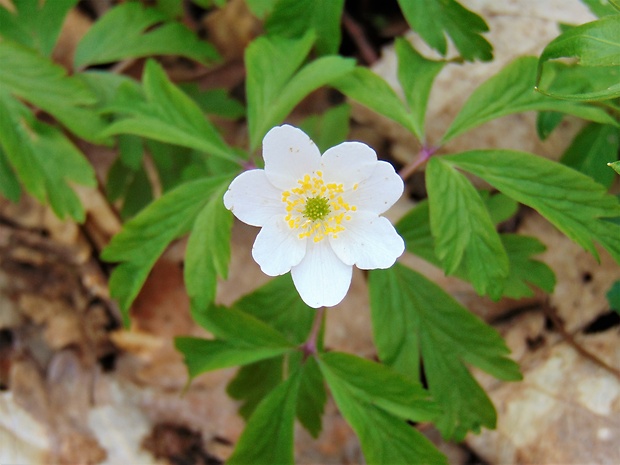 veternica hájna Anemone nemorosa L.