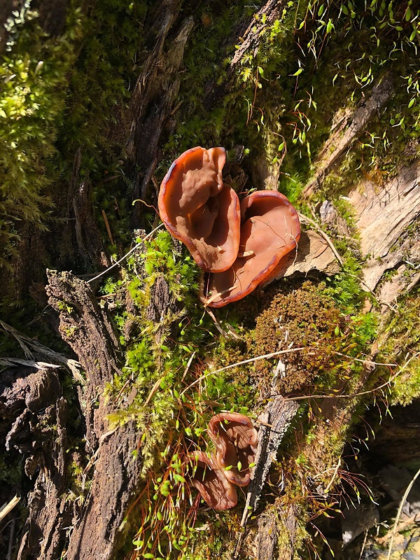 uchovec bazový Auricularia auricula-judae (Bull.) Quél.