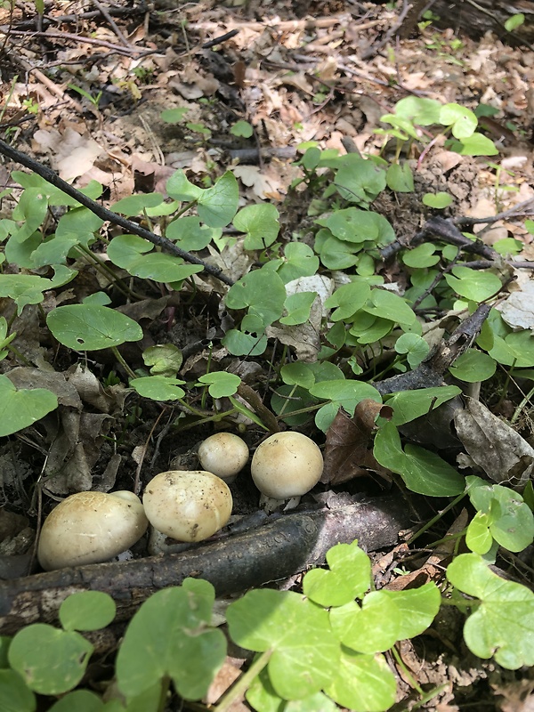 čírovnica májová Calocybe gambosa (Fr.) Donk