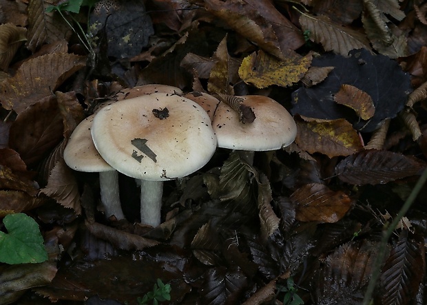 peniazovka Collybia sp.