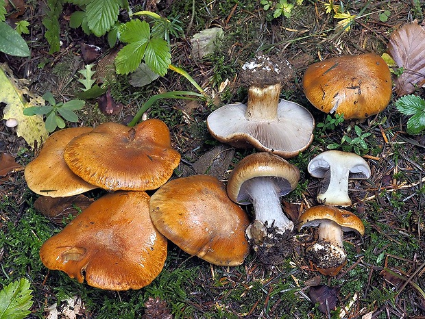 pavučinovec orechovohnedý Cortinarius glaucopus var. glaucopus (Schaeff.) Fr.