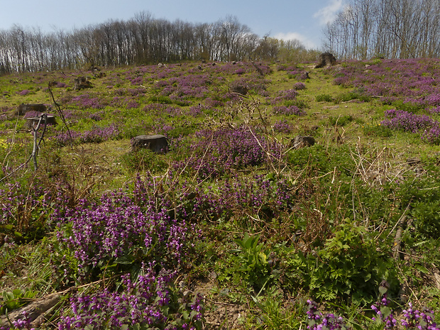 hluchavka škvrnitá - biotop Lamium maculatum L.