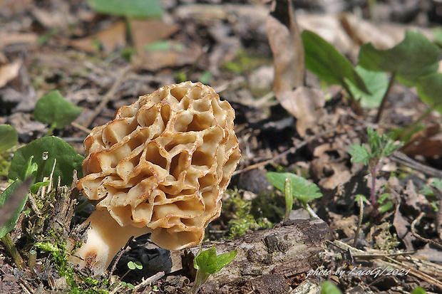 smrčok jedlý Morchella esculenta (L.) Pers.