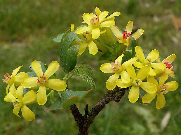 ríbezľa voňavá Ribes odoratum H. L. Wendl.