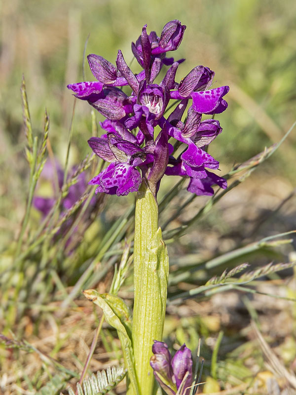 červenohlav obyčajný Anacamptis morio (L.) R. M. Bateman, A. M. Pringeon & M. W. Chase