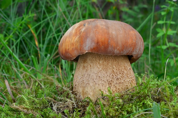 hríb dubový Boletus reticulatus Schaeff.