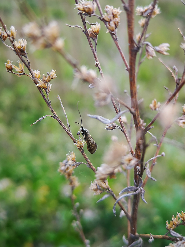 potočník Brachycentrus subnubilus