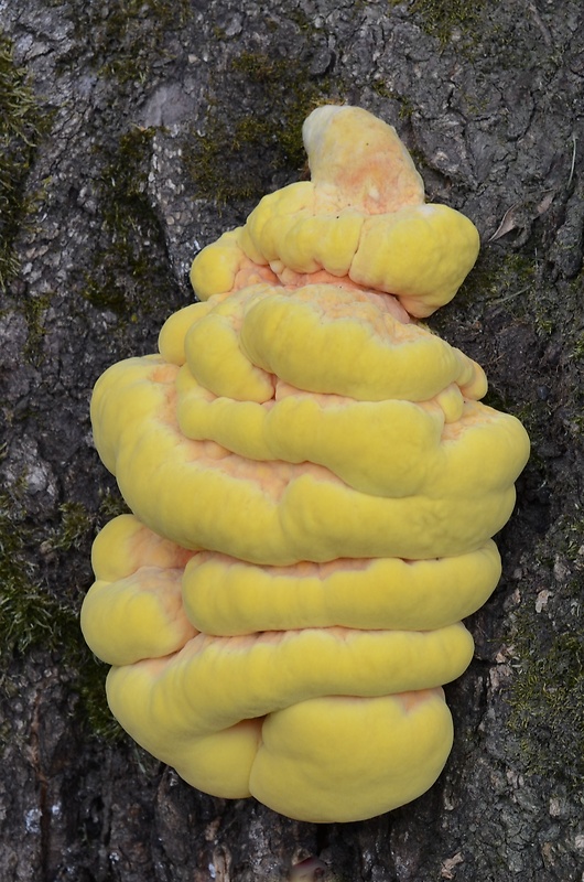 sírovec obyčajný Laetiporus sulphureus (Bull.) Murrill