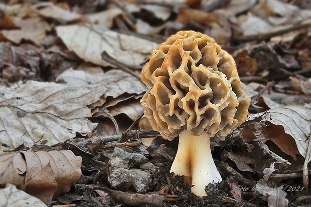 smrčok jedlý Morchella esculenta (L.) Pers.