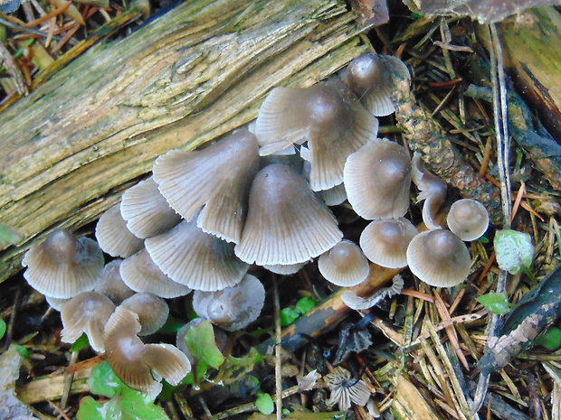 prilbička Mycena sp.