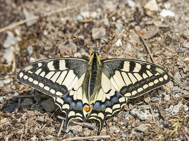 vidlochvost feniklový  Papilio machaon