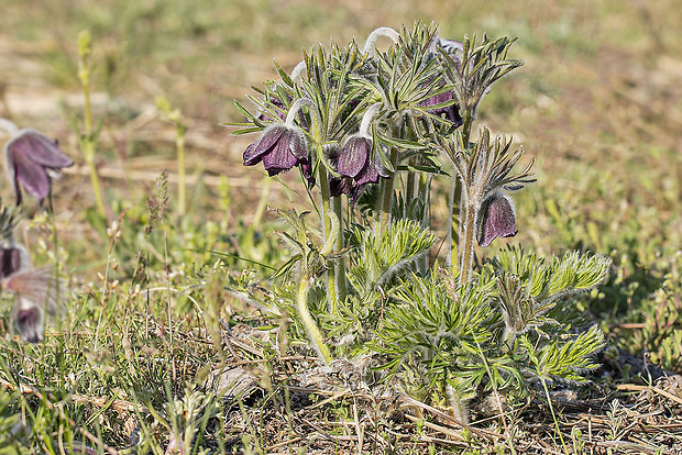 poniklec lúčny český Pulsatilla pratensis subsp. bohemica Skalický