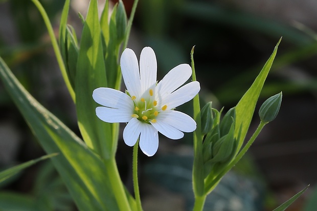 hviezdica veľkokvetá Stellaria holostea L.