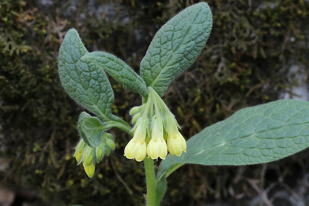 kostihoj hľuznatý Symphytum tuberosum L.