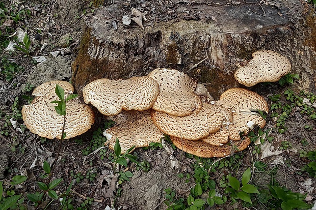 trúdnik šupinatý Cerioporus squamosus (Huds.) Quél.