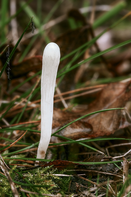 kyjačik Clavaria sp.