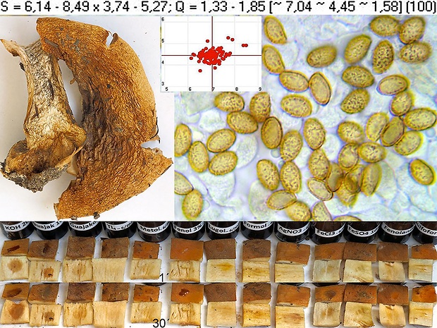 pavučinovec nadvinutý Cortinarius glaucopoides Kauffman