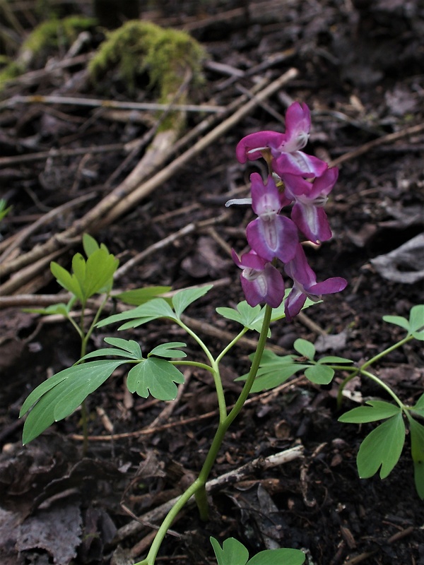 chochlačka dutá Corydalis cava (L.) Schweigg. et Körte