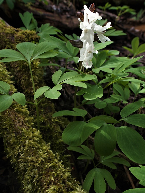 chochlačka dutá Corydalis cava (L.) Schweigg. et Körte