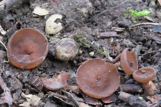 hľuznatka veternicová Dumontinia tuberosa (Bull.) L.M. Kohn