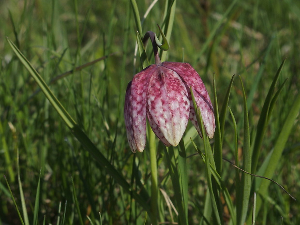 korunkovka strakatá Fritillaria meleagris L.