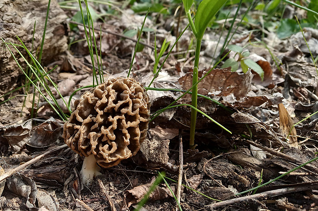 smrčok jedlý Morchella esculenta (L.) Pers.