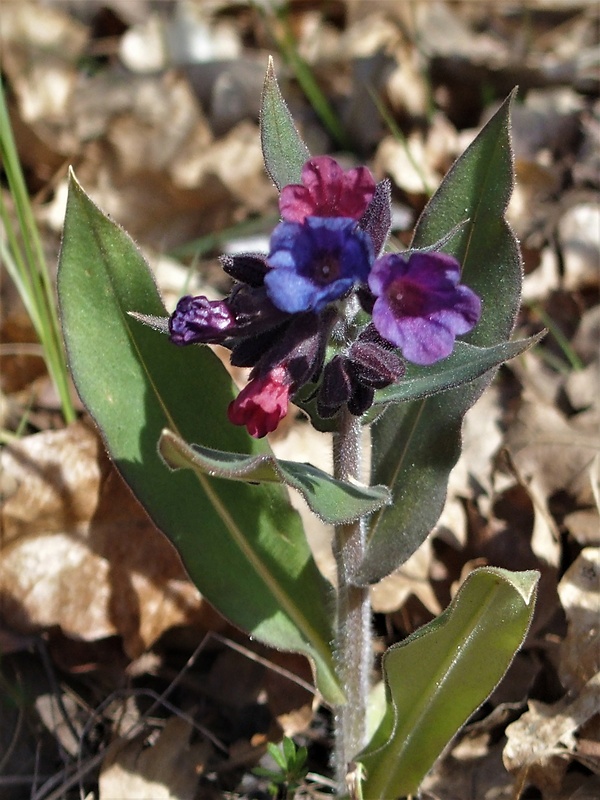 pľúcnik mäkký Pulmonaria mollis Wulfen ex Hornem.