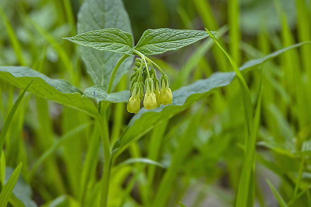 kostihoj hľuznatý Symphytum tuberosum L.