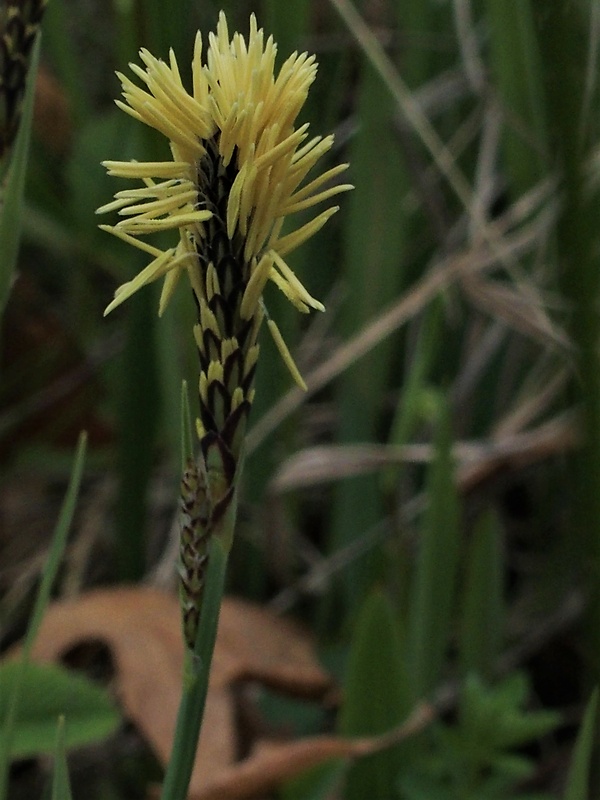 ostrica Carex sp.