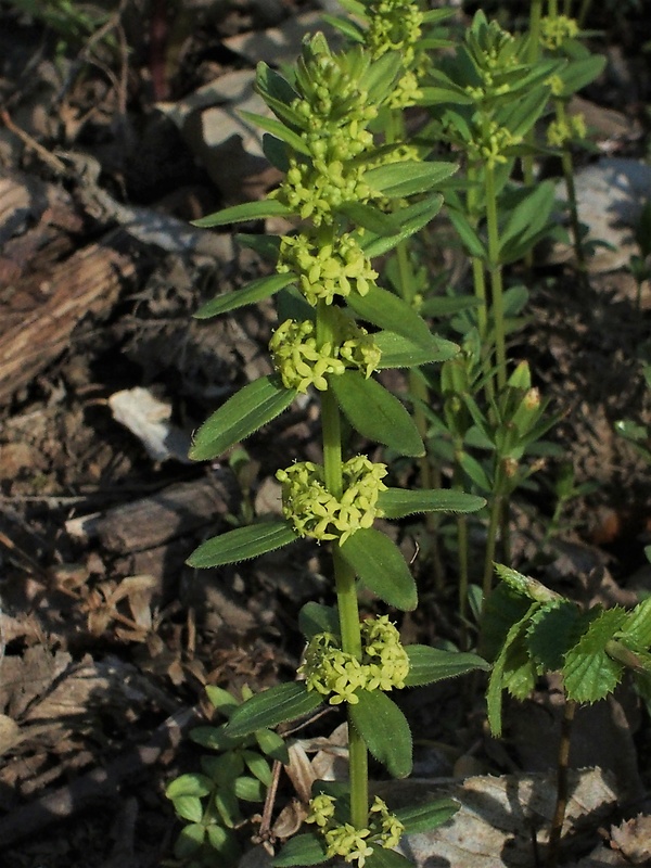 krížavka jarná Cruciata glabra (L.) Ehrend.