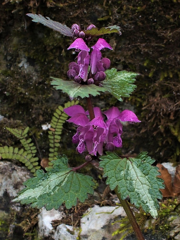 hluchavka škvrnitá Lamium maculatum L.