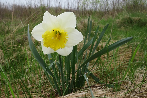 narcis biely Narcissus poëticus L.